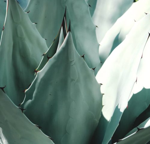 agave-aloe-cacti-1382394